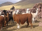 Día Nacional de la Alpaca: conoce más sobre este camélido y su ...