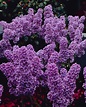 Syringa vulgaris Ludwig Spaeth - Fragrant Purple Lilac Tree circa 130-150cm