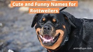399 nombres lindos y divertidos para rottweilers - Pasionanimal