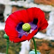 Top 91+ Pictures Pictures Of Poppies Flowers Superb