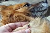 Cómo prevenir pulgas y garrapatas en perros