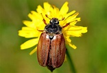 Maikäfer, flieg! In der Krippe Kleintiere entdecken