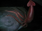 20 Facts about Colossal Squid to Know What this Creature is - Mysterious Monsters