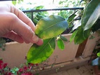 Ficus benjamin perde foglie - Parassiti e Malattie piante - Il ficus ...