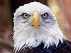 Eagle Eyes Photograph by Frank Vargo | Fine Art America