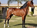 Fotografía caballo árabe 3 - castaño | Horses, Beautiful horses, Horse ...