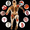 El cuerpo humano - Mi Devocional