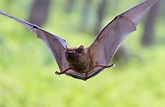 Do Bats Eat Mosquitoes? | Terminix