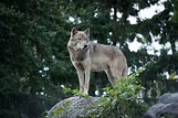 画像 : 旭川市旭山動物園 オオカミの森 画像集 - NAVER まとめ