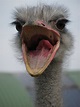 File:Ostrich, mouth open.jpg - Wikipedia