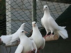 Las palomas mensajeras: origen y características | Mascotas