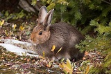 Snowshoe Hare: Facts, Info, Traits & Care Guide (with Pictures) | Pet Keen