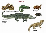 Reptiles: definición, características y ejemplos - ¡con ESQUEMA!