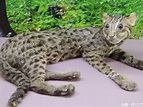 【石虎報報】模樣可愛「石虎」 八里十三行展出 - 石虎抱抱 Hug Taiwan Leopard Cat