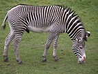 Interesting Facts about Zebras - Animal Sake