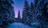 Night Time Forest Wallpapers - Top Free Night Time Forest Backgrounds ...