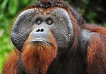 Orangután de Borneo ~ Animales en Peligro de Extinción