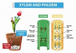 Diagram showing xylem and phloem in plant 7507633 Vector Art at Vecteezy