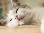 Gatos y sueño: ¿Cuánto duerme un gatito? | Champion Cat