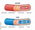 Artery vs vein structure compared with anatomical differences outline ...