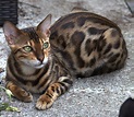 Gato De Bengala Mascota - Foto gratis en Pixabay - Pixabay