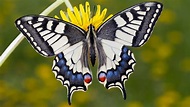 Heimische Schmetterlingsarten - Schmetterlinge - Insekten und ...