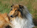 The Collie Dog - The Breed of Lassie - Facts About Collies