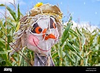 Scarecrow corn hi-res stock photography and images - Alamy