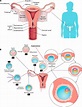 Biomechanics of Early Life in the Female Reproductive Tract | Physiology