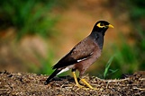 The Common Myna / Indian Myna (Acridotheres tristis) is an omnivorous ...