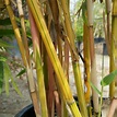 Bambusa multiplex - Alphonse Karr Bamboo - Mid Valley Trees