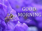 Good Morning - Good Morning Pictures – WishGoodMorning.com