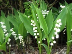 Green Girly: Zone 3 Flowers: Lily of the Valley