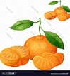 Tangerine fruit mandarin cartoon icon Royalty Free Vector