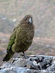 Kea Mountain Parrot - Nestor notabilis image - Free stock photo ...