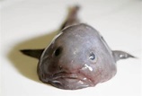 PEZ BORRON o GOTA - Donde vive y caracteristicas del pez borron