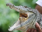 Moreleti's crocodile - ZooChat