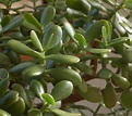 Jade Plant, crassula argentea | Statue Tree