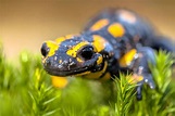 Salamandra Común » Características, Alimentación, Hábitat, Reproducción ...