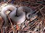 Free picture: cottonmouth snake, reptile, amimal, agkistrodon ...