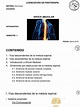 Shock Medular | Médula espinal | Cerebelo