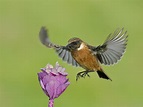 European Stonechat by Mike Lane mikelane@nature-photography.co.uk ...