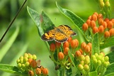 Butterfly Ridge In Hocking Hills Is An Enchanted Place For Beautiful ...