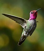 Hummingbirds Florida: Everything You Need To Know