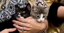 Help These Rescue Kittens In Need of Adoption