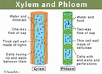 Xylem and Phloem: Main Differences, Similarities, & Diagram