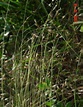鷓鴣草:鷓鴣草是一種常見的草本植物，常用作牛、羊的飼料。基本信息 -百科知識中文網