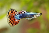 Guppy Care Guide - Requirements & Breeding » Petsoid