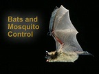Bats and Mosquito Control – Bat Conservation and Management, Inc.