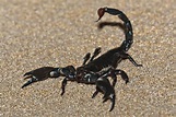File:Emperor scorpion or Imperial scorpion (Pandinus imperator).jpg ...